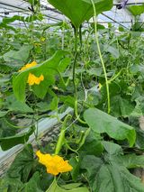 팜모닝 양배추·자유게시판 게시글 이미지