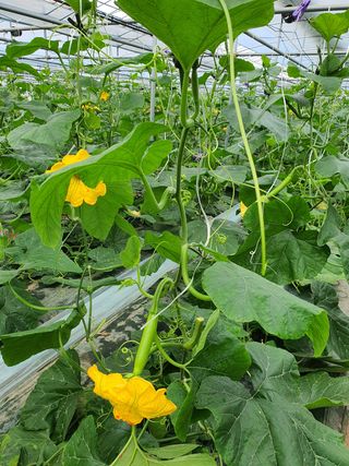 한국인님의 양배추 · 자유게시판 작성글 사진