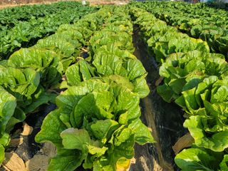 호박12835님의 배추 · 병해충상담 작성글 사진