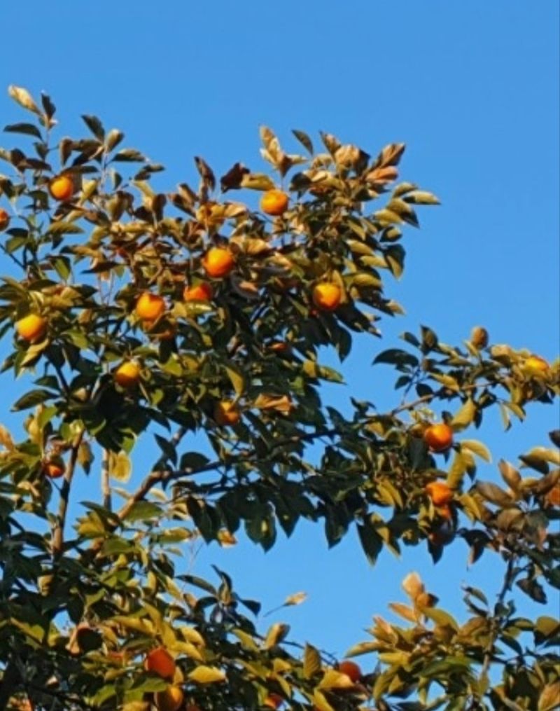 장터 상품 [슬로우 둥시홍시 10000원 ~ 15000원] 썸네일