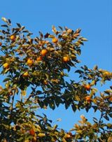 팜모닝 · 게시글 이미지