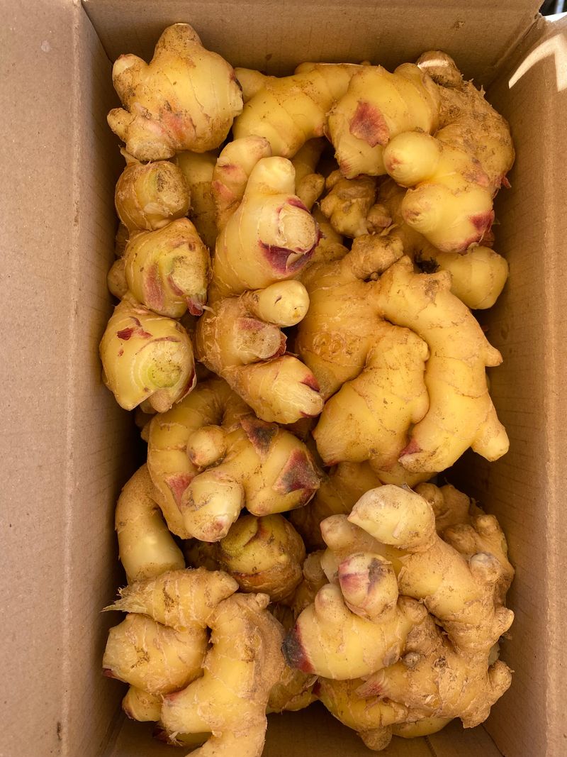 홍성영님의 장터 판매 상품 [햇생강 에어세척. 1kg ] 첨부 사진