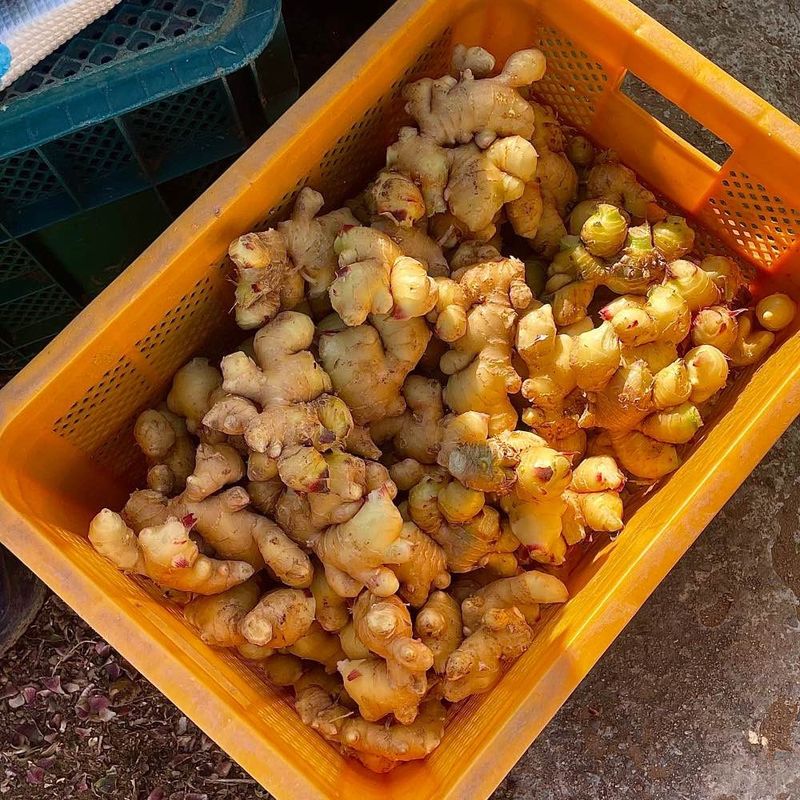 홍성영님의 장터 판매 상품 [햇생강 에어세척. 1kg ] 첨부 사진