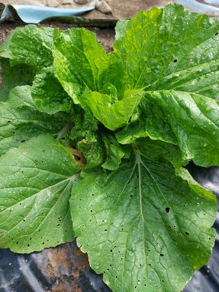 묵현리님의 기타작물 · 병해충상담 작성글 사진