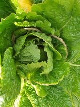 팜모닝 배추·병해충상담 게시글 이미지