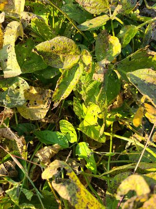 마운틴님의 콩 · 병해충상담 작성글 사진