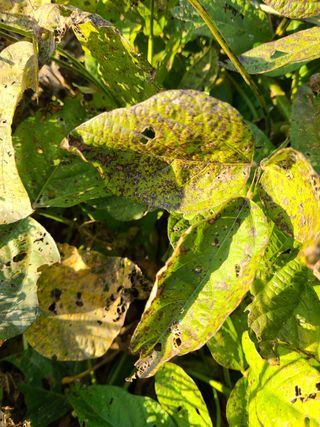 마운틴님의 콩 · 병해충상담 작성글 사진