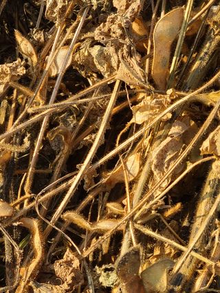 마운틴님의 콩 · 병해충상담 작성글 사진