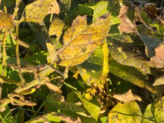 마운틴님의 콩 · 병해충상담 작성글 사진