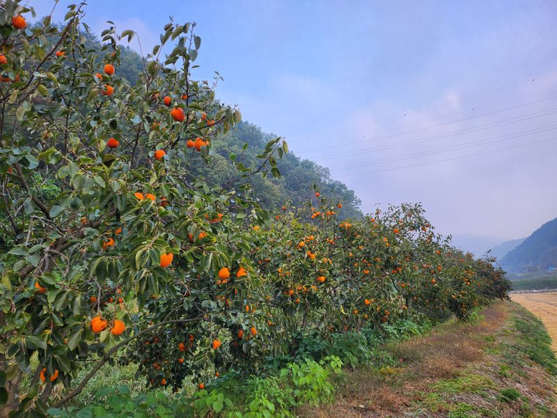 문기수님의 장터 판매 상품 [판매 완료 되었습니다. 구매해주신 모든 분들께 진심으로] 첨부 사진