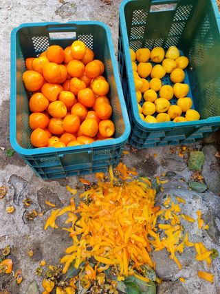 정금석님의 감 · 자유게시판 작성글 사진