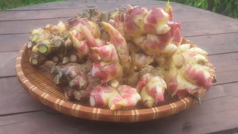 소승수님의 장터 판매 상품 [생강 90,000원/10키로박스] 첨부 사진