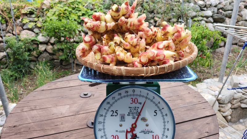 소승수님의 장터 판매 상품 [생강 90,000원/10키로박스] 첨부 사진