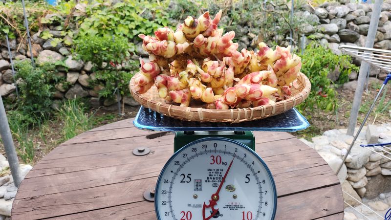 소승수님의 장터 판매 상품 [생강 90,000원/10키로박스] 첨부 사진