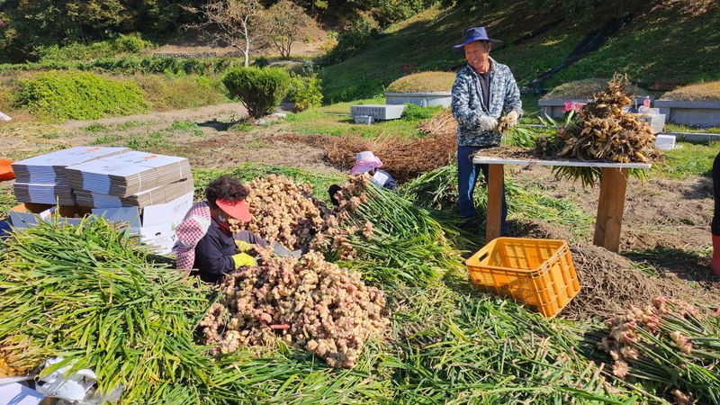소승수님의 장터 판매 상품 [생강 90,000원/10키로박스] 첨부 사진