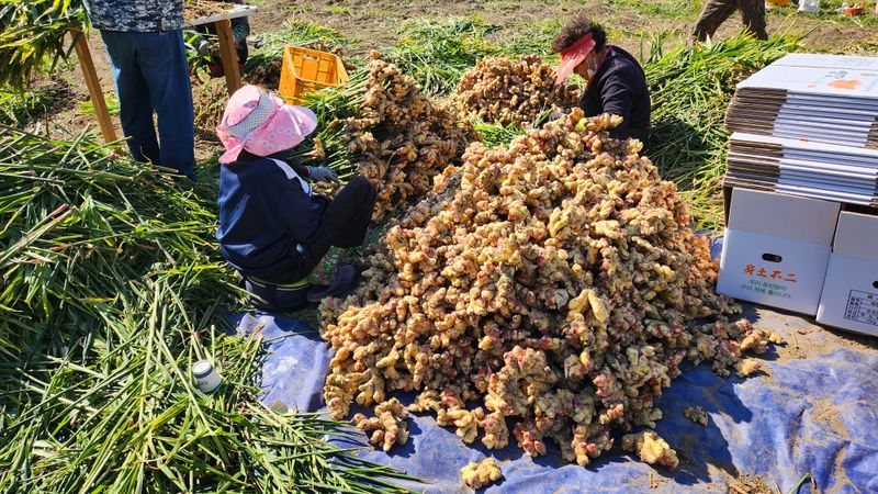 장터 상품 [생강 90,000원/10키로박스] 썸네일