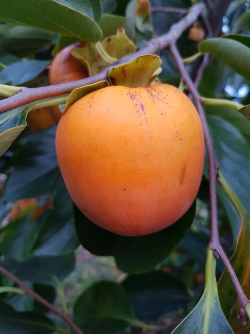 보람농장님의 장터 판매 상품 [대봉감 1접(100개)  6만원] 첨부 사진