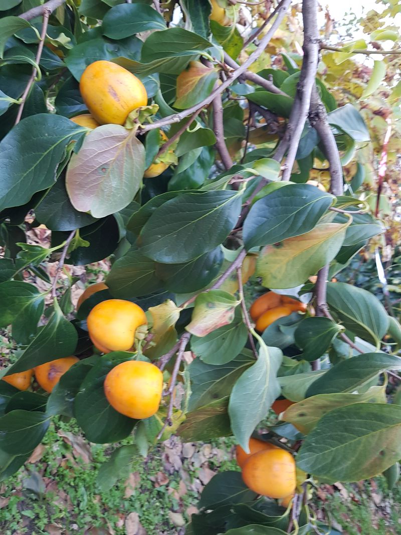 보람농장님의 장터 판매 상품 [대봉감 1접(100개)  6만원] 첨부 사진