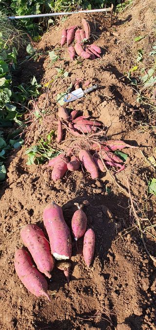 김옥기 님의 딸기 · 일상 작성글 사진