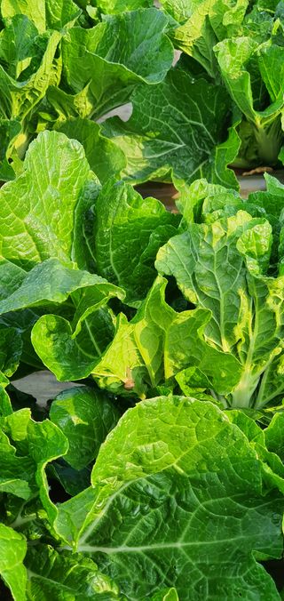 김옥기 님의 딸기 · 일상 작성글 사진