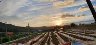 김옥기 님의 딸기 · 일상 작성글 사진