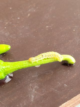 송한섭님의 고추 · 병해충상담 작성글 사진