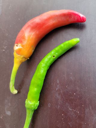 송한섭님의 고추 · 병해충상담 작성글 사진