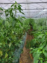 팜모닝 고추·병해충상담 게시글 이미지