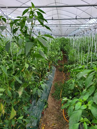 송한섭님의 고추 · 병해충상담 작성글 사진