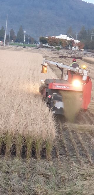 보약같은칭구님의 벼 · 병해충상담 작성글 사진