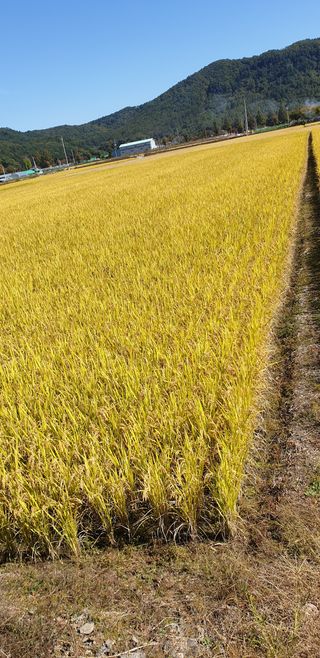 보약같은칭구님의 벼 · 병해충상담 작성글 사진