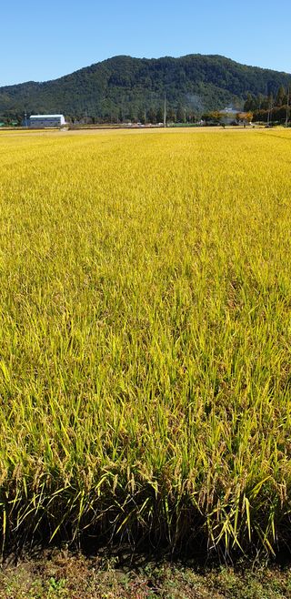 보약같은칭구님의 벼 · 병해충상담 작성글 사진