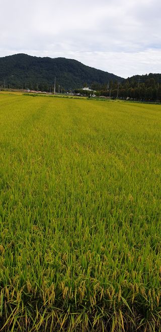 보약같은칭구님의 벼 · 병해충상담 작성글 사진