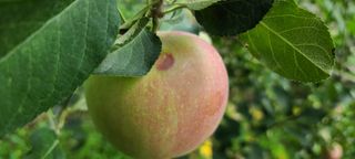 이상학님의 기타작물 · 병해충상담 작성글 사진