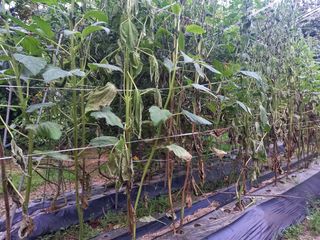 Linda님의 참깨 · 병해충상담 작성글 사진