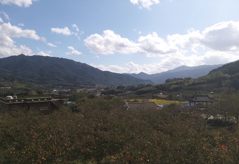 장터 상품 [악양 대봉감 15kg 특과만 선별하여 5만원] 썸네일