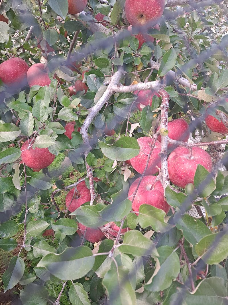 장터 상품 [🍎부사(사과) ] 썸네일