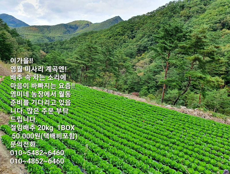 영월 영미네 농장 님의 장터 판매 상품 [절임배추(신안천일염) 50,000원  영미네 농장^^] 첨부 사진