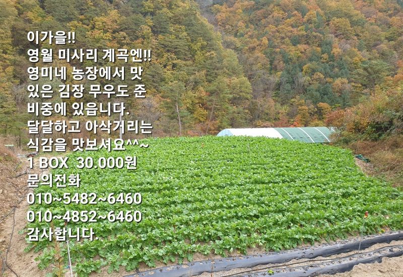 영월 영미네 농장 님의 장터 판매 상품 [절임배추(신안천일염) 50,000원  영미네 농장^^] 첨부 사진
