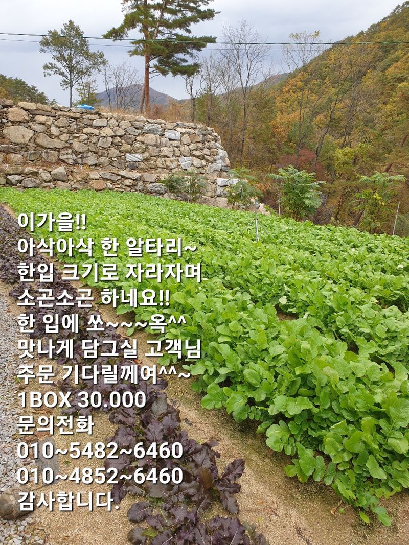 장터 상품 [절임배추(신안천일염) 50,000원  영미네 농장^^] 썸네일