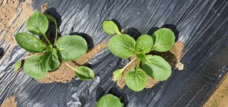 또순이떼지누리님의 기타작물 · 병해충상담 작성글 사진