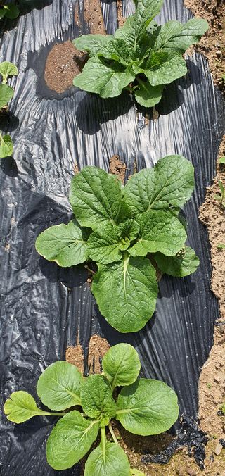 또순이떼지누리님의 기타작물 · 병해충상담 작성글 사진