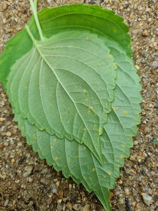 소오리님의 들깨 · 병해충상담 작성글 사진