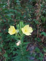 팜모닝 기타작물·병해충상담 게시글 이미지