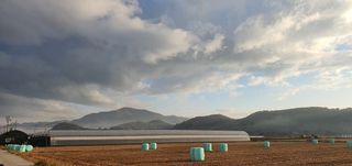 가지미인님의 복숭아 · 자유게시판 작성글 사진