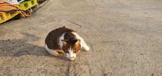 가지미인님의 복숭아 · 자유게시판 작성글 사진