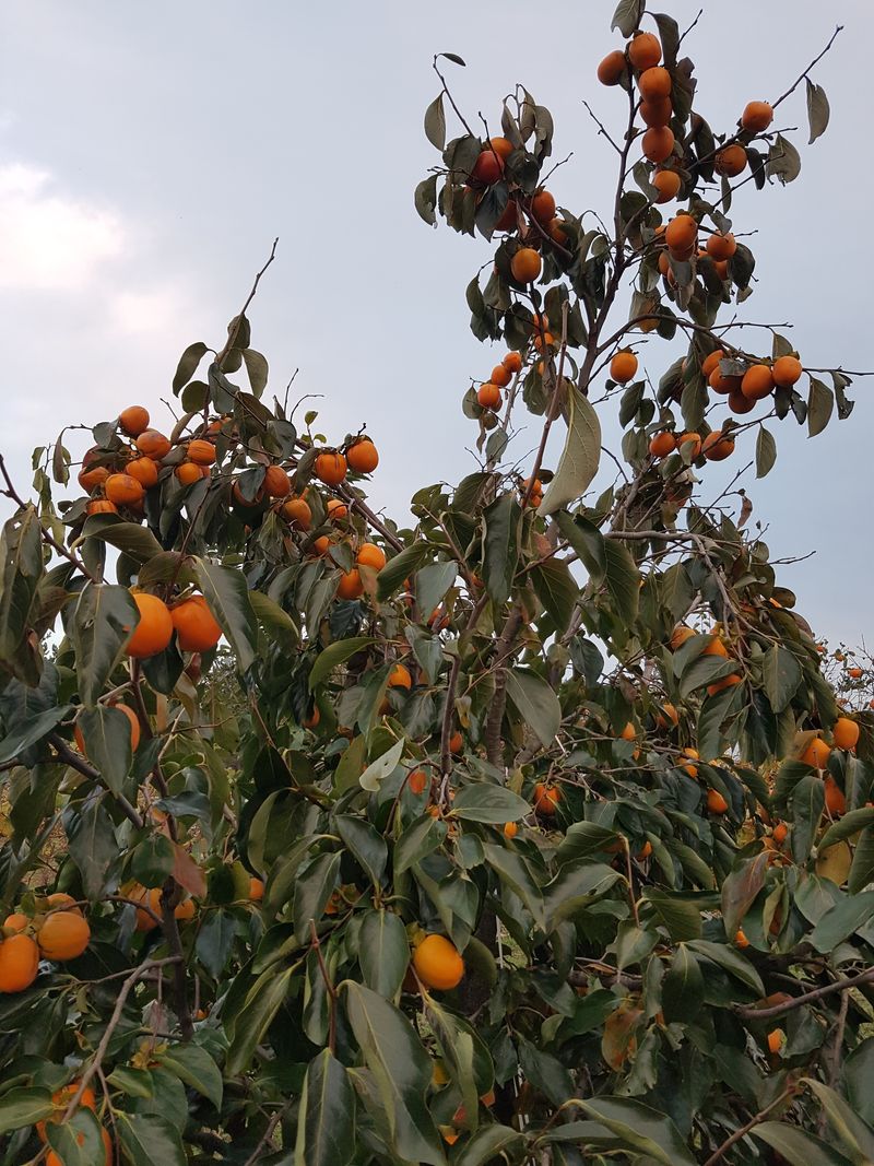 장터 상품 [대봉감(판매완료) 15키로에 4만원(50개 정도)] 썸네일