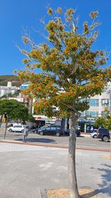 팜모닝 양배추·자유게시판 게시글 이미지