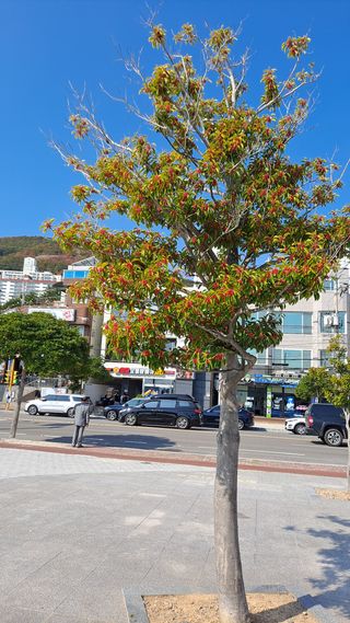 나무사랑님의 양배추 · 자유게시판 작성글 사진