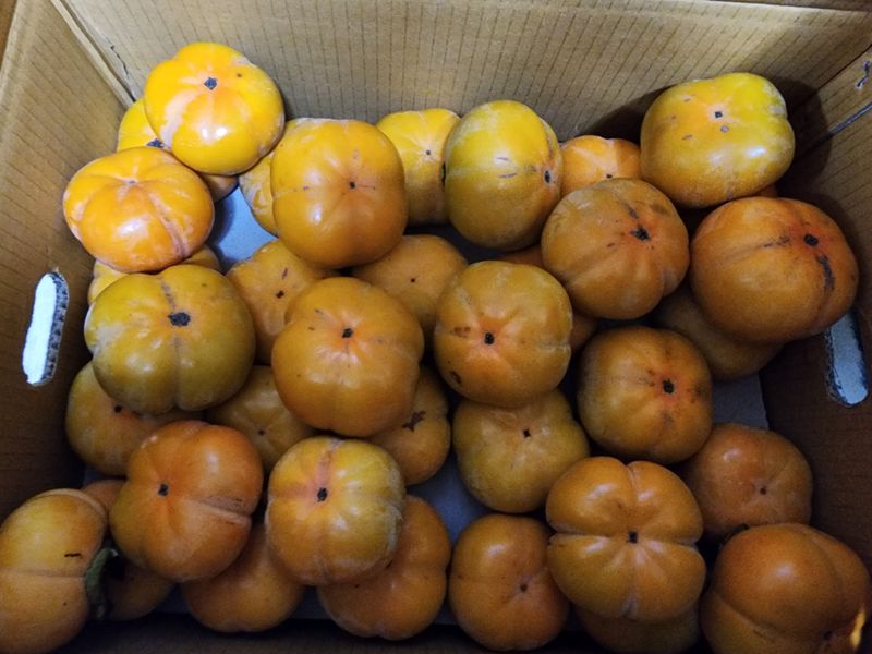 장터 상품 [단감 10kg  .대봉감 10kg ] 썸네일